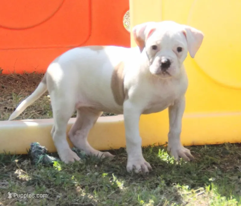 F3 – American Bulldog puppy for sale in Chester, IL