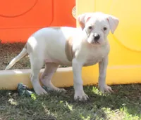 F3, a female American Bulldog for sale in Chester, IL – Photo 1 of 6