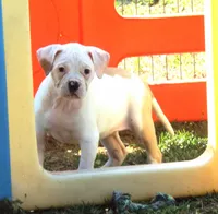 F3, a female American Bulldog for sale in Chester, IL – Photo 4 of 6