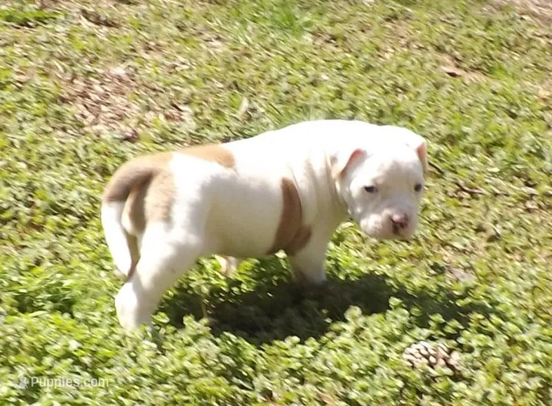 F3 – American Bulldog puppy for sale in Chester, IL