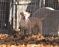 F3, a female American Bulldog for sale in Chester, IL – Photo 6 of 6