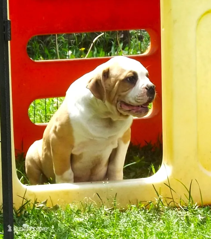 M3 – American Bulldog puppy for sale in Chester, IL