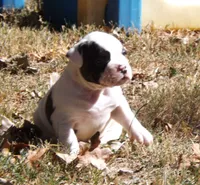 Male 1, a male American Bulldog for sale in Chester, IL – 4 of 10