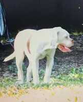 F 2, a female American Bulldog for sale in Chester, IL – 10 of 10
