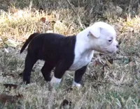 Female 1, a female American Bulldog for sale in Chester, IL – 8 of 9