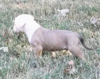 Male 2, a male American Bulldog for sale in Chester, IL – 3 of 7