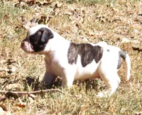 Male 1, a male American Bulldog for sale in Chester, IL – 2 of 10