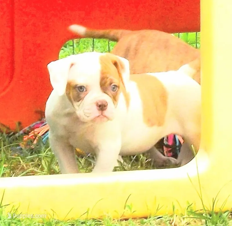 Male 2 – American Bulldog puppy for sale in Chester, IL