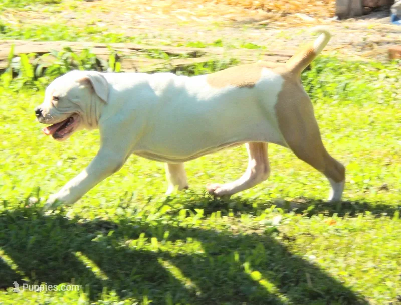 F3 – American Bulldog puppy for sale in Chester, IL