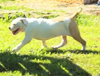 F3, a female American Bulldog for sale in Chester, IL – 8 of 9