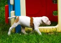 Female 2, a female American Bulldog for sale in Chester, IL – 4 of 10