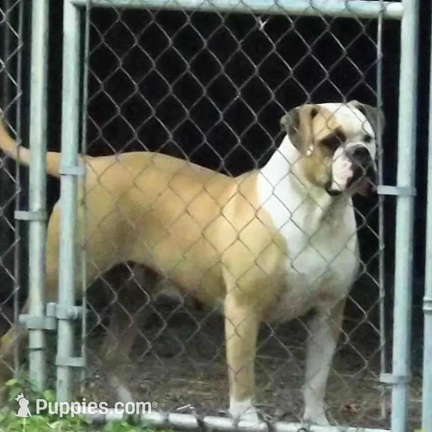 Superbowl babies, a male American Bulldog for sale in Chester, IL – Photo 2 of 2