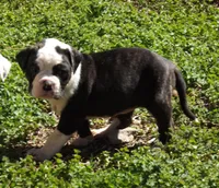 F1, a female American Bulldog for sale in Chester, IL – Photo 2 of 5