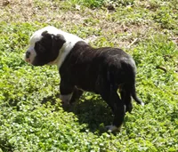 F1, a female American Bulldog for sale in Chester, IL – Photo 3 of 5