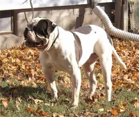 F1, a female American Bulldog for sale in Chester, IL – Photo 4 of 5