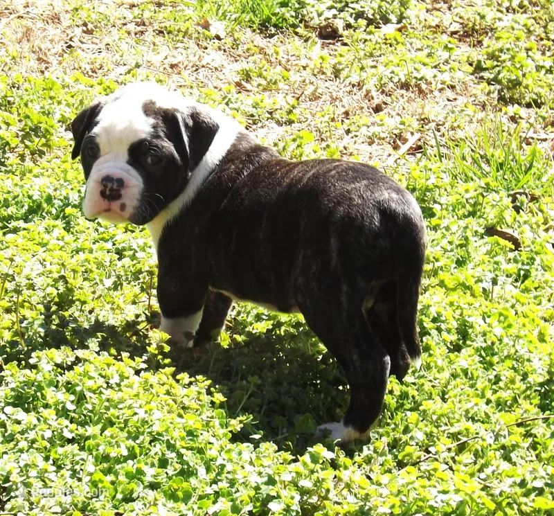 F1 – American Bulldog puppy for sale in Chester, IL
