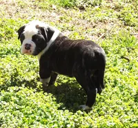 F1, a female American Bulldog for sale in Chester, IL – Photo 1 of 5