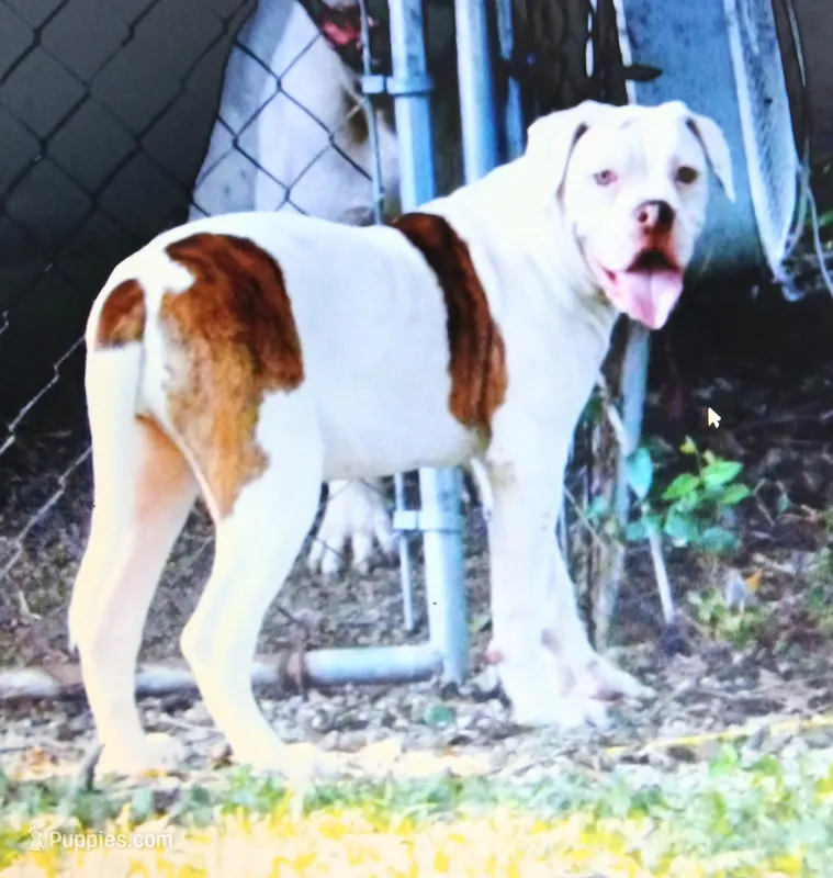 Female 2 – American Bulldog puppy for sale in Chester, IL