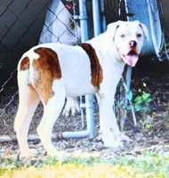 F 2, a female American Bulldog for sale in Chester, IL – 2 of 10