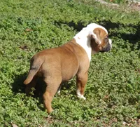 F2, a female American Bulldog for sale in Chester, IL – Photo 4 of 7
