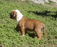 F2, a female American Bulldog for sale in Chester, IL – Photo 5 of 7