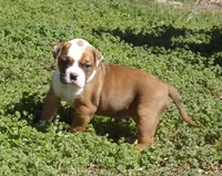 F2, a female American Bulldog for sale in Chester, IL – Photo 1 of 7