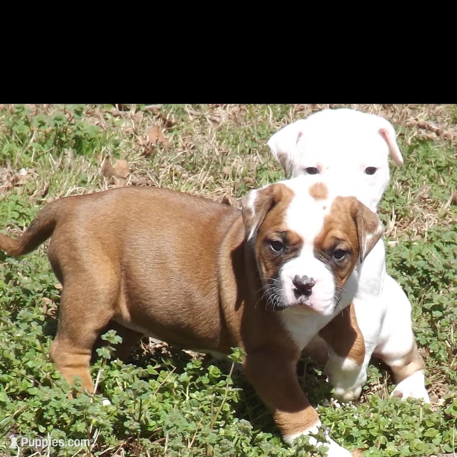 F2, a female American Bulldog for sale in Chester, IL – Photo 3 of 7