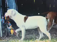 Female 2, a female American Bulldog for sale in Chester, IL – 6 of 8