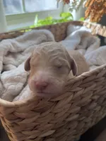 Waffle, a male Goldendoodle for sale in Avondale, AZ – 2 of 4