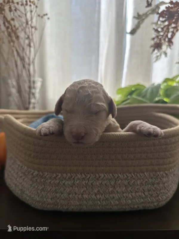 Chip – Goldendoodle puppy for sale in Avondale, AZ