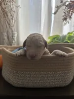 Chip, a male Goldendoodle for sale in Avondale, AZ – 1 of 4