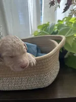 Chip, a male Goldendoodle for sale in Avondale, AZ – 2 of 4