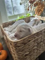 Snowball, a male Goldendoodle for sale in Avondale, AZ – 3 of 4