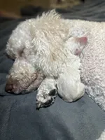 Snowball, a male Goldendoodle for sale in Avondale, AZ – 4 of 4