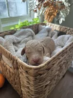 Waffle, a male Goldendoodle for sale in Avondale, AZ – 4 of 4