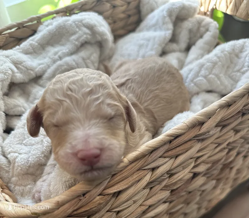Waffle – Goldendoodle puppy for sale in Avondale, AZ