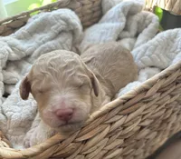 Waffle, a male Goldendoodle for sale in Avondale, AZ – 1 of 4