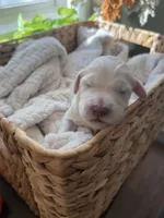 Snowball, a male Goldendoodle for sale in Avondale, AZ – 2 of 4