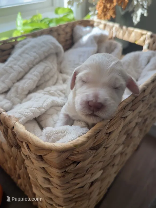 Snowball – Goldendoodle puppy for sale in Avondale, AZ