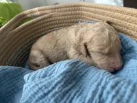 Chip, a male Goldendoodle for sale in Avondale, AZ – 4 of 4