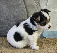 Puppy m, a male Yorkshire Terrier for sale in Fair Grove, MO – 2 of 6