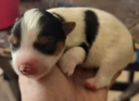 Puppy m, a male Yorkshire Terrier for sale in Fair Grove, MO – 5 of 6