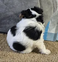 Puppy m, a male Yorkshire Terrier for sale in Fair Grove, MO – 3 of 6