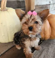 F puppy (Merle), a female Yorkshire Terrier for sale in Fair Grove, MO – Photo 1 of 3