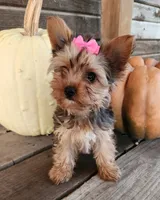 F puppy (Merle), a female Yorkshire Terrier for sale in Fair Grove, MO – Photo 2 of 3
