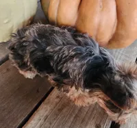 F puppy (Merle), a female Yorkshire Terrier for sale in Fair Grove, MO – Photo 3 of 3