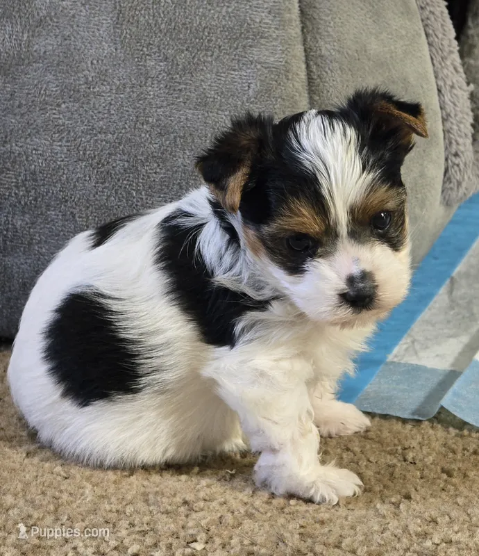Puppy m – Yorkshire Terrier puppy for sale in Fair Grove, MO