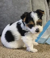 Puppy m, a male Yorkshire Terrier for sale in Fair Grove, MO – 1 of 6