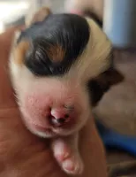 Puppy m, a male Yorkshire Terrier for sale in Fair Grove, MO – 4 of 6