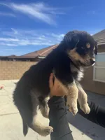 Boy 3, a male Rottweiler and Siberian Husky for sale in Lancaster, CA – Photo 2 of 2